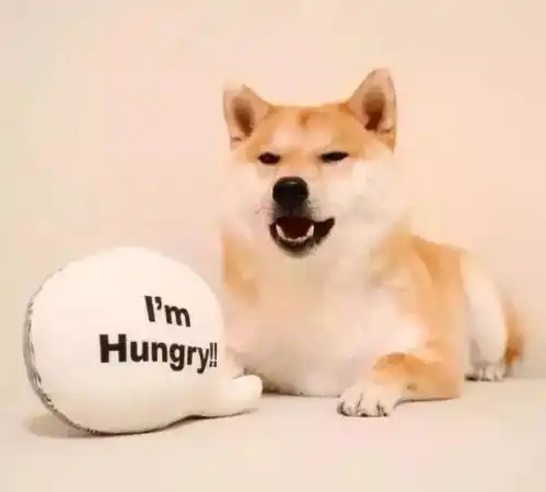  狗狗挑食不吃饭多半是惯得