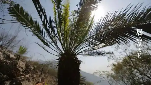 奇奇奇铁树开花算什么咱攀枝花的铁树还会下蛋