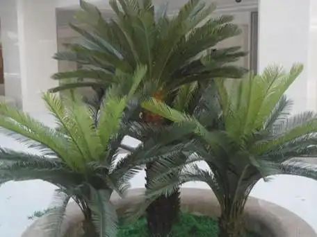 铁树品种大全