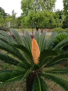  尊道贵德合自然铁树开花兆吉祥