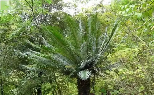  昆明市现有国家重点保护陆生野生动物及野生植物共89种