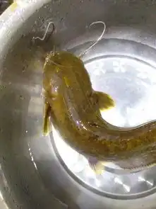  晚上一个人深山钓鱼,都是好货黄鲶鱼