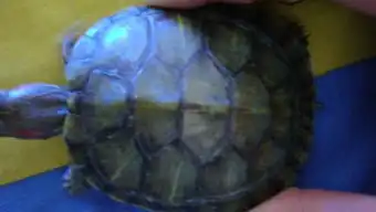  我的小乌龟是怎么啦有图片