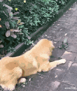 第一眼以为是巧克力,咬一嘴后发现不简单...谁做的这么逼真 第一眼以为是巧克力,咬一嘴后发现不简单...谁做的这么逼真