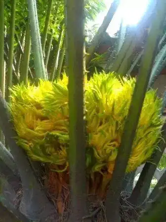 铁树开花图片搞笑难得