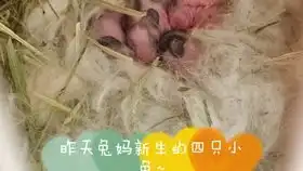  只是小和尚敲木鱼而已