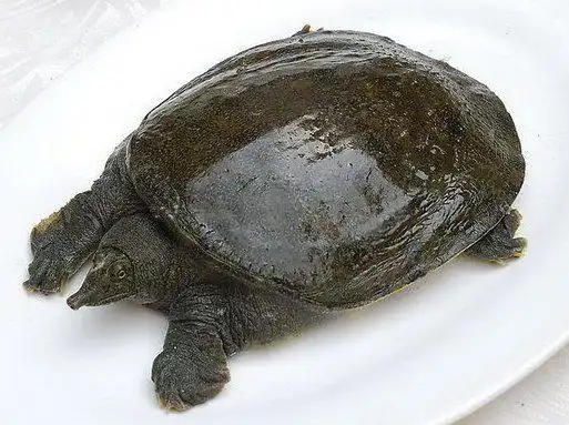 王八图片卡通搞笑鱼类