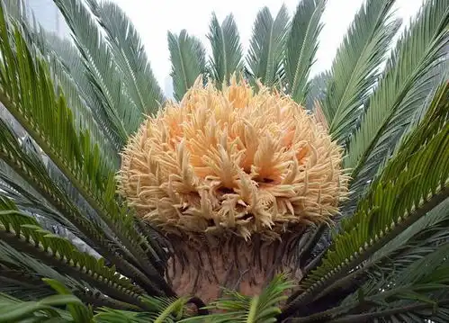 7种珍贵树,切勿砍伐或采挖,否则会被罚款并坐牢 7种珍贵树,切勿砍伐或采挖,否则会被罚款并坐牢