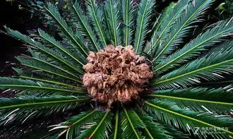 这个是铁树花吗 这个是铁树花吗