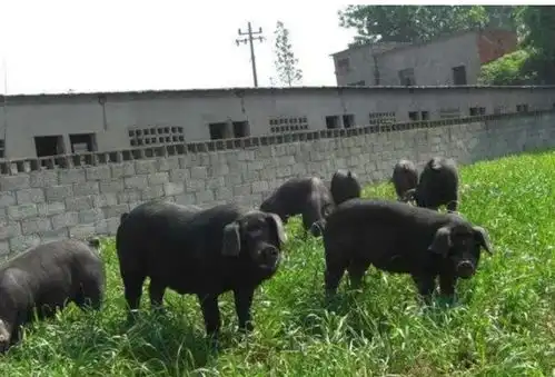  瘦肉率最高的黑猪品种,什么猪的瘦肉率最高