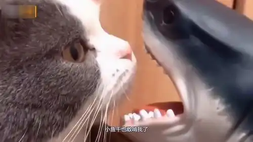 爆笑这世道怎么了就连鱼都敢调戏猫了,真是要翻天啊  爆笑这世道怎么了就连鱼都敢调戏猫了,真是要翻天啊