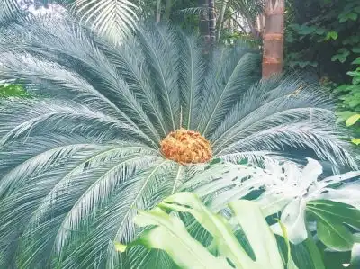 铁树开花图片搞笑安家乡