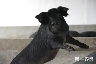  陕西咸阳兴平关中黑猪图片