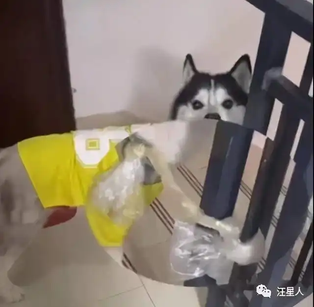  哈士奇因离家出走火了,原因竟是被送回来时物业的举动,笑到胃疼