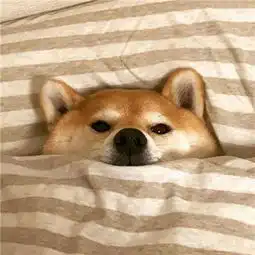 狗狗搞笑图片大全