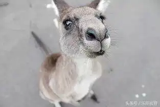  乐斯国际艺术节丨在澳洲与海风为伴,敲响自然乐章