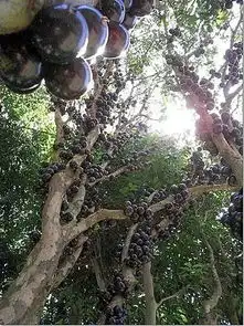  山竹榴莲原来是这样长出来的太长见识啦