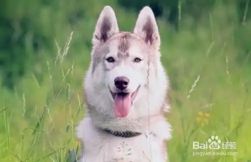 哈士奇犬搞笑图片纽约州