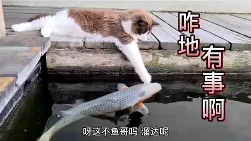 搞笑配音猫这不鱼哥吗溜达呢咱俩玩一会呗  搞笑配音猫这不鱼哥吗溜达呢咱俩玩一会呗