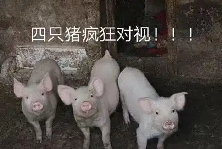 套路表情包一套猪沙雕