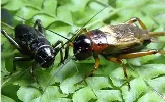 搞笑熊孩子当年的你是不是也这样  搞笑熊孩子当年的你是不是也这样