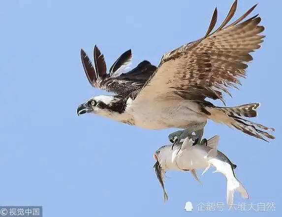 鲶鱼图片搞笑落网
