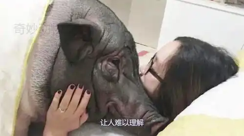  奇葩女子不顾家人反对,与猪同吃同睡,行为属实让人难以理解