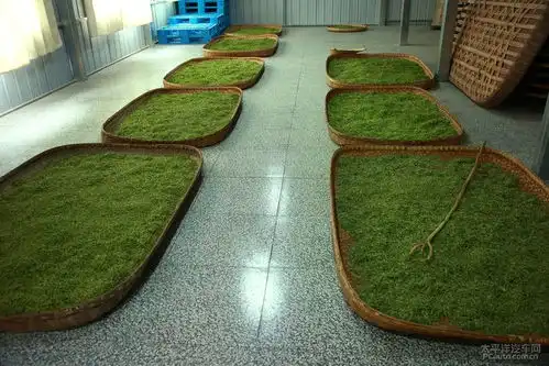 春暖花开季,自驾茶乡去采茶 春暖花开季,自驾茶乡去采茶