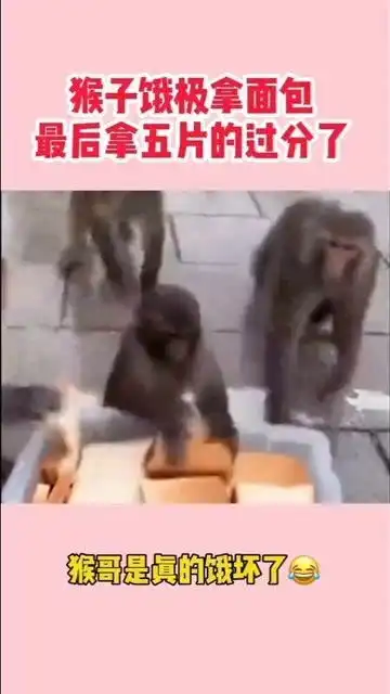  猴哥饿极了,趁其他猴子不注意上手就是五块面包,场面太搞笑了