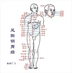  足阳明胃经有什么作用