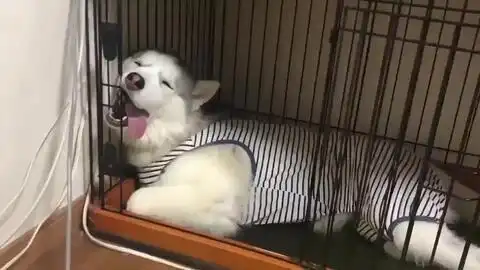  行走的表情包,暂停学表情啦