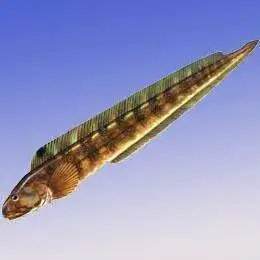  海鲶鱼