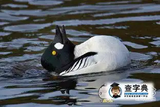  我知道我是一只鸭子,但我现在想做一只兔子