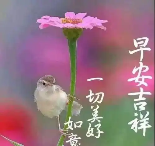  清晨暖心的早安问候动态图片,早安句句暖人心的问候语录