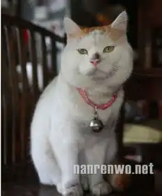 二货动物的二逼行为,搞笑死了  二货动物的二逼行为,搞笑死了