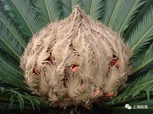  千年铁树开花,2020年好彩头太罕见了,见者有福