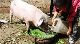  湘西农家自制腊肉年味礼包,给春节加点腊味