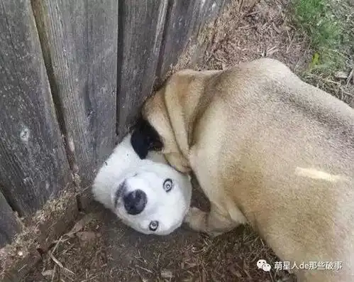  养只特别蠢的狗是一种怎样的体验每天都要救他一次