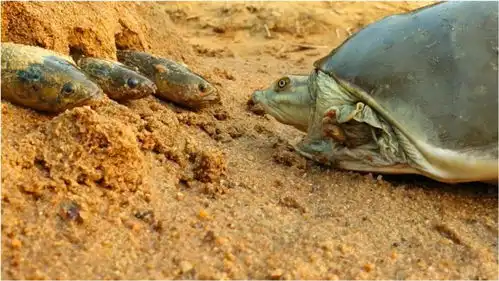  一次独特的狩猎体验乌龟吃鱼