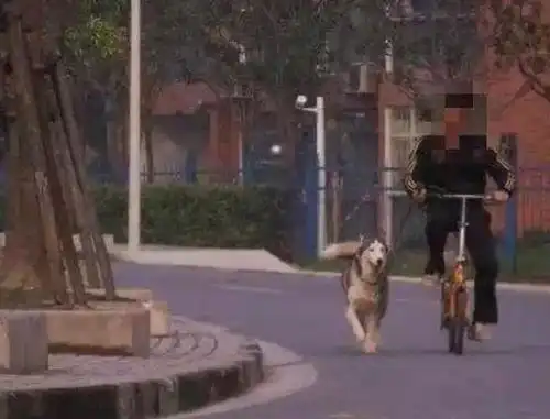  主人骑自行车遛哈士奇摔倒,二哈直接跑了,太无情了