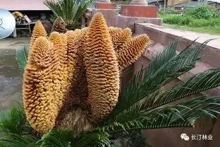 汀闻趣事丨长汀一铁树开花,密密匝匝排列,13朵花蕊相依相偎,美得意外 汀闻趣事丨长汀一铁树开花,密密匝匝排列,13朵花蕊相依相偎,美得意外