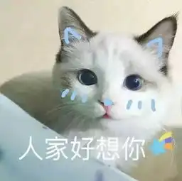  你真的要养宠物吗,留学生