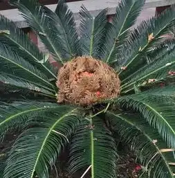  罕见百年铁树开花结果看它的有哪些药用价值
