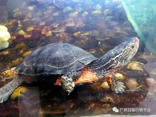  一路龟业欢迎前来参观交流搜狐搞笑搜狐网