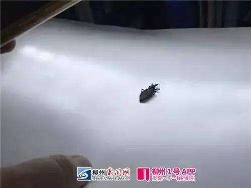  20元一只已有柳州人捕获这种传播新型艾滋病的虫子