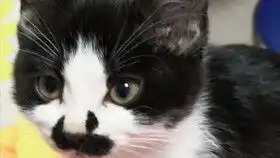猫和大批鱼搞笑图片