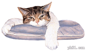 小猫站在高处瞭望窗外搞笑动物图片qq表情  小猫站在高处瞭望窗外搞笑动物图片qq表情