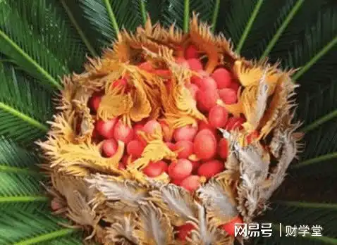 铁树开花图片搞笑石油价