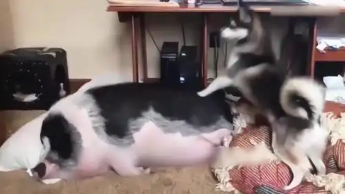  搞笑合集猪在睡觉,狗狗不高兴了,不停的拍打他