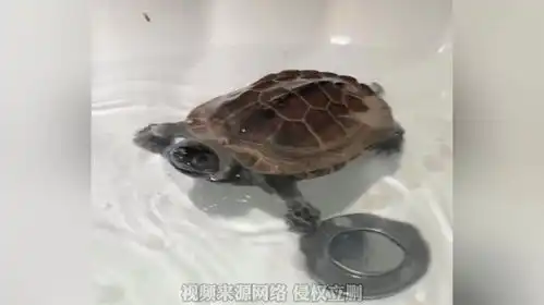  它竟然向我喷水,为什么你们的乌龟这么好玩,是怎么养出这种性格的
